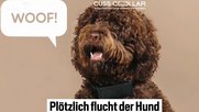 «Plötzlich flucht der Hund»: Die Themenwahl von Blick TV erscheint im Vergleich zu einer klassischen TV-Nachrichtensendung etwas bizarr...