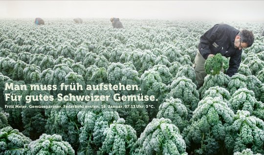 Der Gemüsegärtner Fritz Meier erntet am 16. Januar um 7:13 Uhr bei 3° Federkohl...