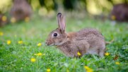 osterwunsche-kleinreport