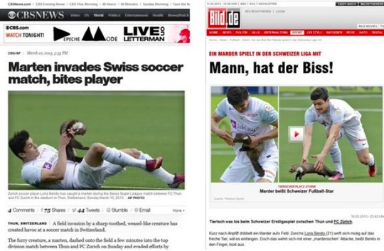 Ein Marder sorgte 2013 beim Spiel FC Thun gegen FC Zürich für viel Ärger und weltweites Medienecho... (Screenshots von CBSNews & bild.de)