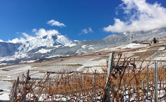 Mit 9 Millionen Franken greift der Bund der Wein-Vermarktung 2023 unter die Arme. Das muss genügen, findet die Wirtschaftskommission des Ständerats. (Bild © swisswine.ch)