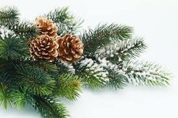 Weihnachtsbaum-Klein-Report