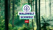 Wald im Web: SRF lanciert neue Video-Serie