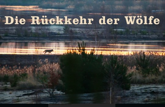 Welche Aufgabe hat der Wolf in unserem Ökosystem?