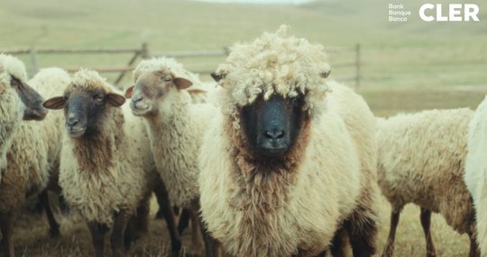 Findet die Werbung nicht so toll: anonymes Schaf...(Bild: Werbespot für Bank Cler)