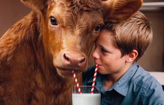 «Teile deine Milch mit dem Kalb»: So muss das Kalb nicht von seiner Mutter getrennt werden... (Bild: zVg)