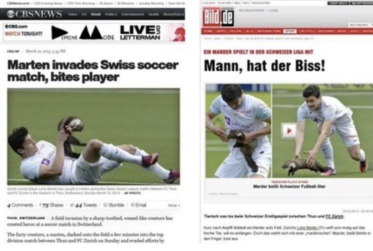 Weil ein Marder 2013 bei einem Spiel des FC Thun für viel Ärger sorgte, könnte er zum Vereinsmaskottchen gekürt werden… (Bild: Screenshots von CBS News.com und Bild.de)