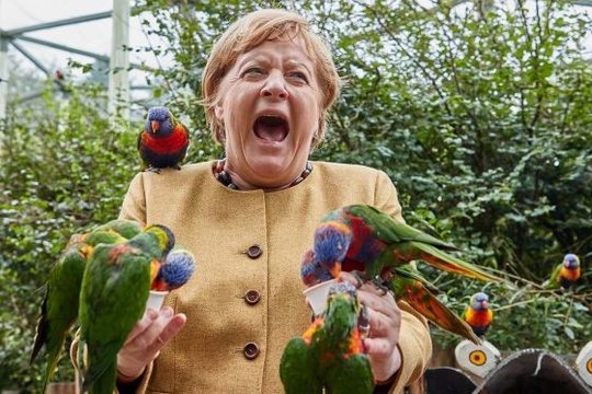  Es gilt als bekannt, dass Angela Merkel eine grosse Angst vor Papageien hat. Aber die Vögel wollen nur spielen...               (Foto: Georg Wendt, Keystone/DPA)