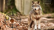 1_Hiltl_Wolf_1200px