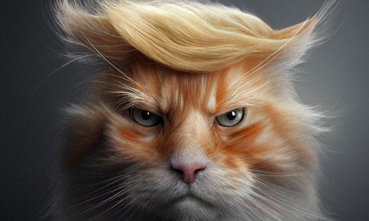 Genau, richtig gesehen: ein Kater mit Trumps blonder Schmalzlocke. (Bild zVg)