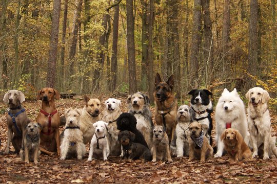  KKS hat im KKL die Journalisten mit Hunden verglichen. Hinter welchem Tier steckt Marc Walder, Michèle Binswanger, Arthur Rutishauser, Sandro Broz, Patrik Müller, Bettina Hamilton-Irvine, Lukas Hässig, Raphaela Birrer?...         (Lucky Dogs Hundeschule)