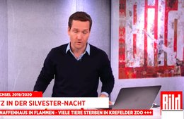 «Bild Digital Live TV»: News, Talks und Sport