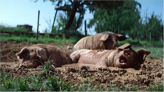 Neben dem Thema Ganzheitlichkeit werden in den Filmen auch Biodiversität, Tierwohl, Ressourcenschutz und natürlicher Geschmack thematisiert… (Bild: Screenshot)