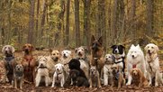  KKS hat im KKL die Journalisten mit Hunden verglichen. Hinter welchem Tier steckt Marc Walder, Michèle Binswanger, Arthur Rutishauser, Sandro Broz, Patrik Müller, Bettina Hamilton-Irvine, Lukas Hässig, Raphaela Birrer?...         (Lucky Dogs Hundeschule)