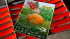 Der Rekord-Kürbis im Schrebergarten soll den regionalen TV-News mehr Gewicht geben... (Bild: zVg)