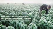 Der Gemüsegärtner Fritz Meier erntet am 16. Januar um 7:13 Uhr bei 3° Federkohl...