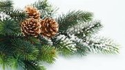 Weihnachtsbaum-Klein-Report