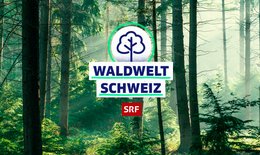 Wald im Web: SRF lanciert neue Video-Serie